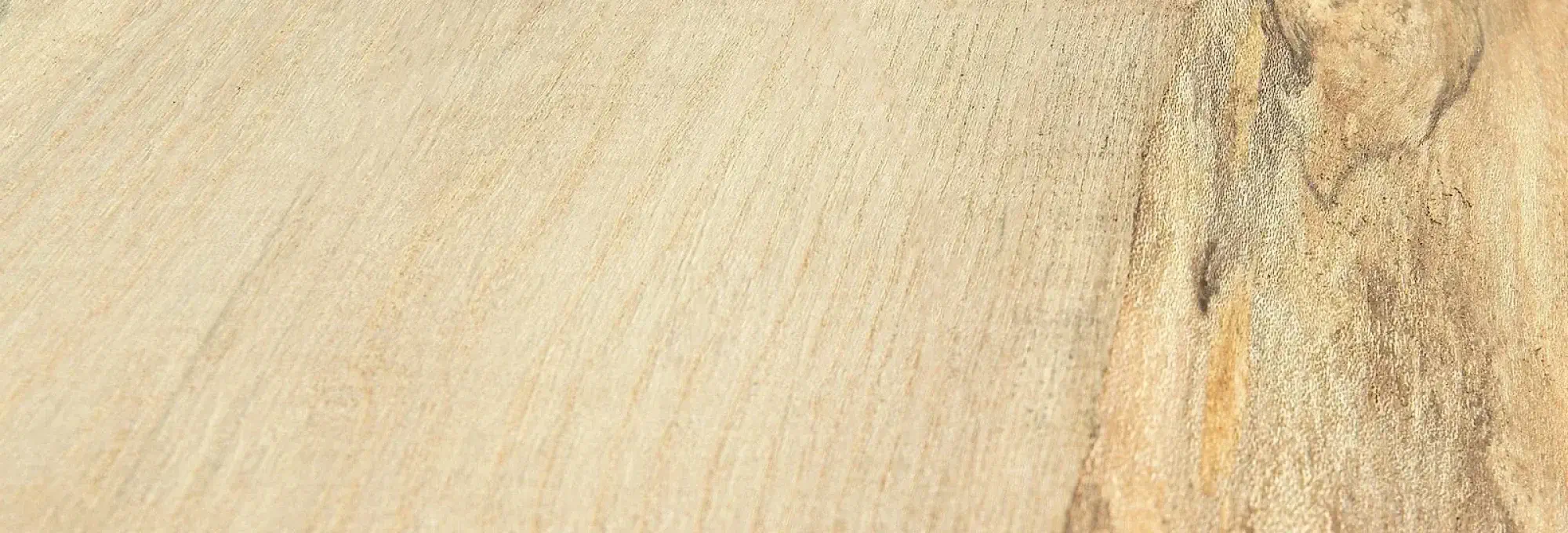 european white oak